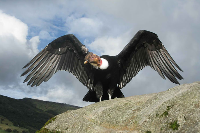 10 Condor Symbolism Facts & Meaning: A Totem, Spirit & Power Animal