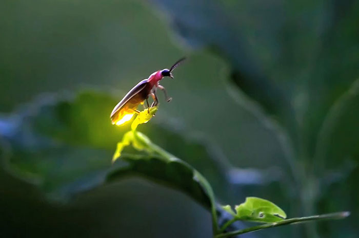 10 Firefly Symbolism Facts & Meaning: A Totem, Spirit & Power Animal