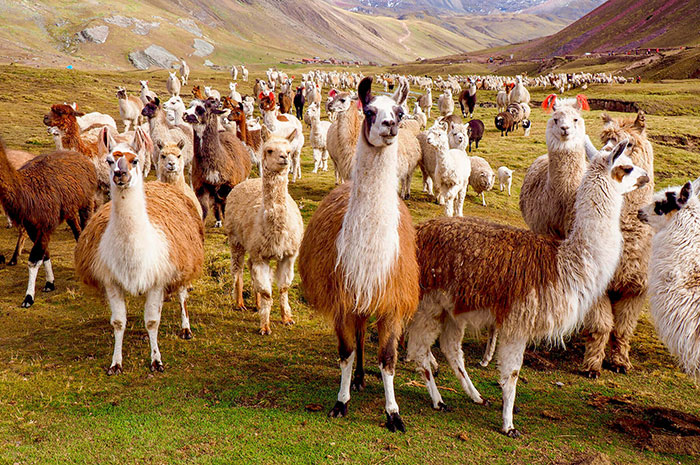 10 Llama / Alpaca Symbolism Facts & Meaning: A Totem, Spirit & Power Animal