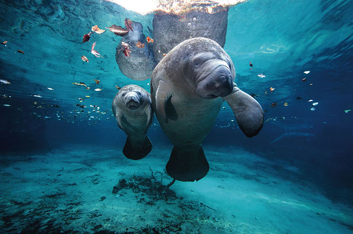 10 Manatee Symbolism Facts & Meaning: A Totem, Spirit & Power Animal