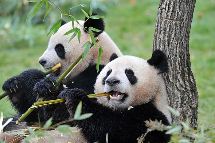 2023's 10 Panda Symbolism Facts & Meaning: A Totem, Spirit & Power Animal |  HEP6