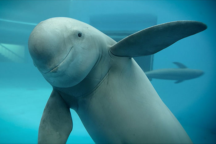 10 Porpoise Symbolism Facts & Meaning: A Totem, Spirit & Power Animal