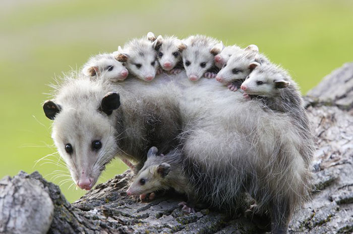 10 Possum (or Opossum) Symbolism Facts & Meaning: A Totem, Spirit & Power Animal