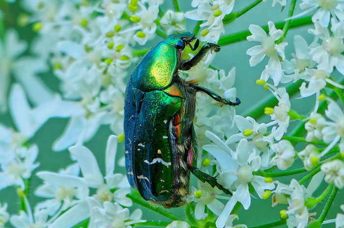 10 Scarab Beetle Symbolism Facts & Meaning: A Totem, Spirit & Power Animal