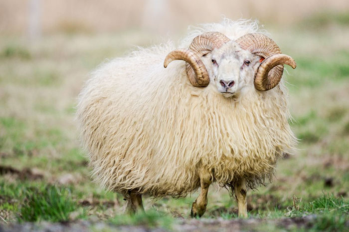 10 Sheep / Ram Symbolism Facts & Meaning: A Totem, Spirit & Power Animal