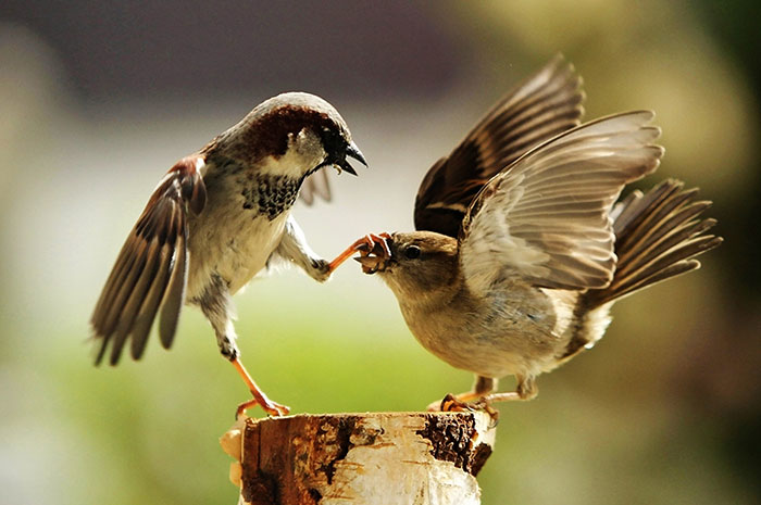 10 Sparrow Symbolism Facts & Meaning: A Totem, Spirit & Power Animal
