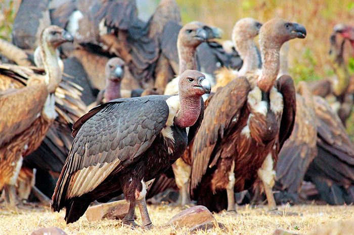 10 Vulture Symbolism Facts & Meaning: A Totem, Spirit & Power Animal