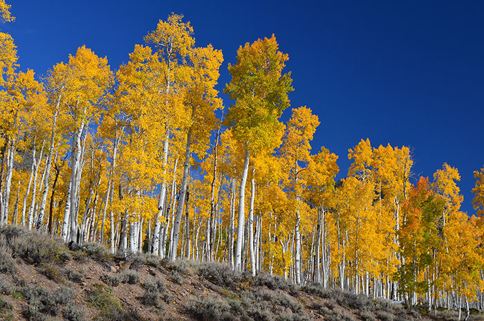 10 Aspen Tree Symbolism Facts & Meaning: Zodiac, Superstitions, Dreams, and Myths