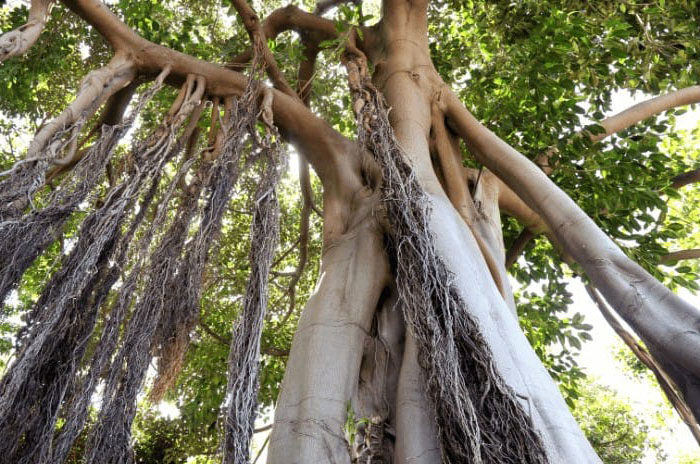 10 Ficus Tree Symbolism Facts & Meaning: Zodiac, Superstitions, Dreams, and Myths
