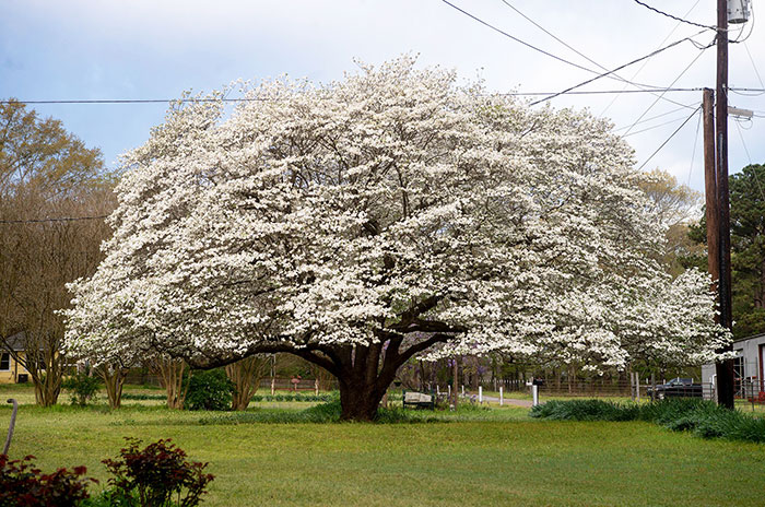 10 Flowering Dogwood Tree Symbolism Facts & Meaning: Zodiac, Superstitions, Dreams, and Myths