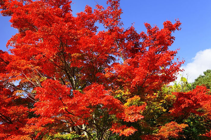 10 Maple Tree Symbolism Facts & Meaning: Zodiac, Superstitions, Dreams, and Myths