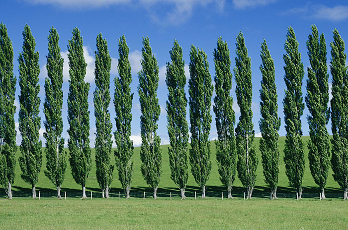 10 Poplar Tree Symbolism Facts & Meaning: Zodiac, Superstitions, Dreams, and Myths