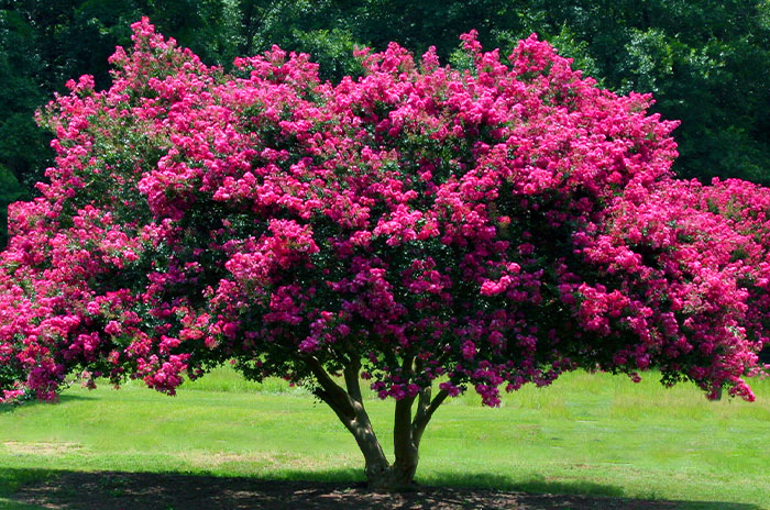 10 Crepe Myrtle Tree Symbolism Facts & Meaning: Zodiac, Superstitions, Dreams, and Myths
