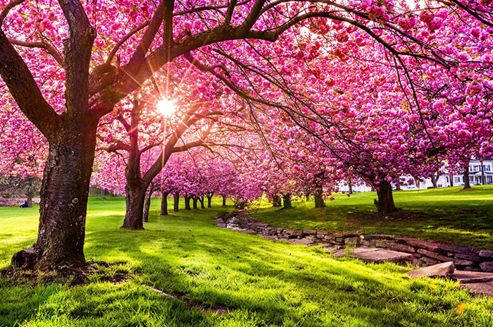 10 Cherry Tree Symbolism Facts & Meaning: Zodiac, Superstitions, Dreams, and Myths