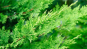 Cypress Name Meaning, Origin, History, And Popularity