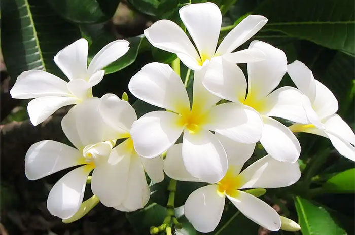 10 Jasmine Flower Symbolism Facts & Meaning: Zodiac, Superstitions, Dreams, and Myths