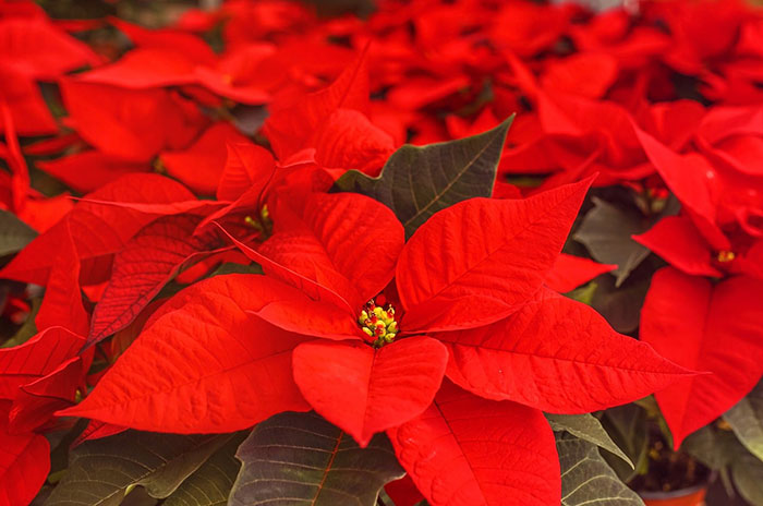 10 Poinsettia Flower Symbolism Facts & Meaning: Zodiac, Superstitions, Dreams, and Myths