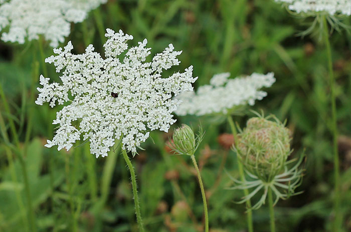 10 Queen Anne’s Lace Flower Symbolism Facts & Meaning: Zodiac, Superstitions, Dreams, and Myths