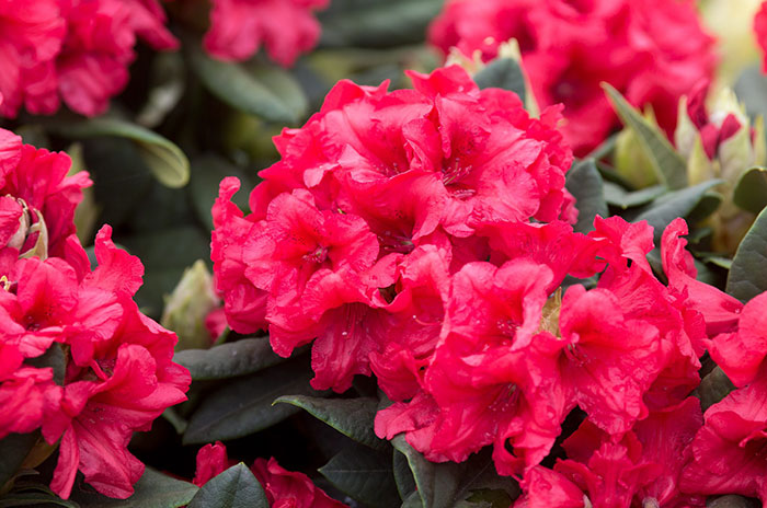 10 Rhododendron Flower Symbolism Facts & Meaning: Zodiac, Superstitions, Dreams, and Myths