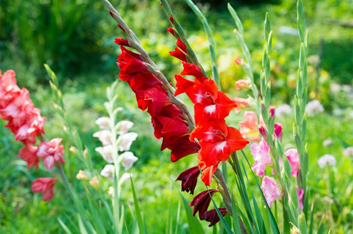 10 Gladiolus Flower Symbolism Facts & Meaning: Zodiac, Superstitions, Dreams, and Myths