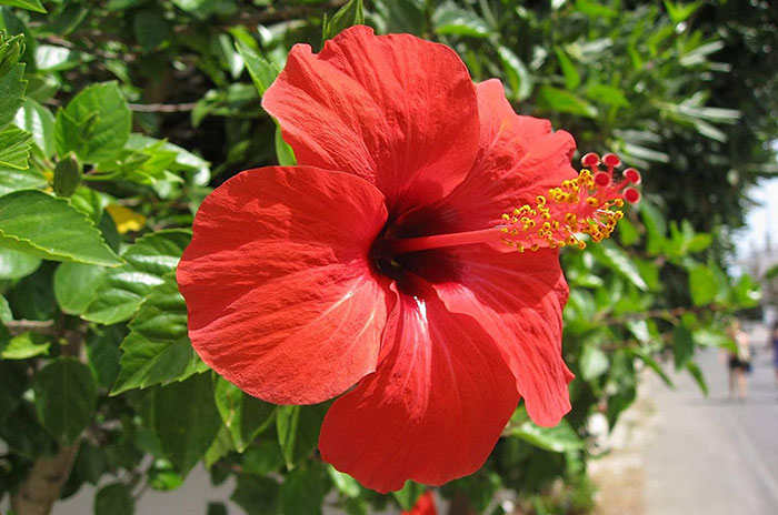 10 Hibiscus Flower Symbolism Facts & Meaning: Zodiac, Superstitions, Dreams, and Myths
