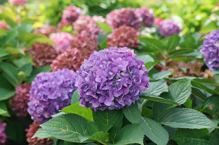 10 Hydrangea Flower Symbolism Facts & Meaning: Zodiac, Superstitions, Dreams, and Myths