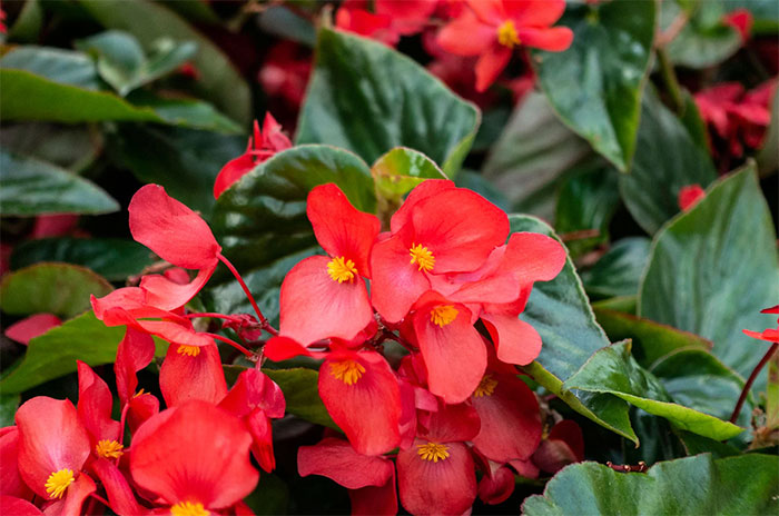 10 Begonia Flower Symbolism Facts & Meaning: Zodiac, Superstitions, Dreams, and Myths