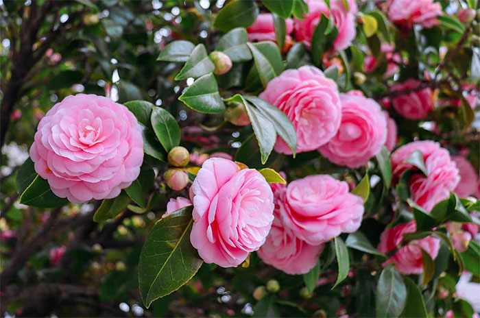 10 Camellia Flower Symbolism Facts & Meaning: Zodiac, Superstitions, Dreams, and Myths
