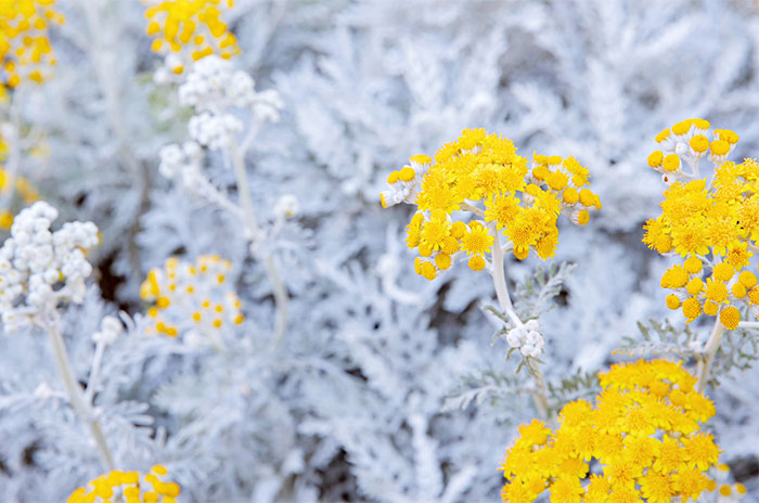 10 Dusty Miller Flower Symbolism Facts & Meaning: Zodiac, Superstitions, Dreams, and Myths