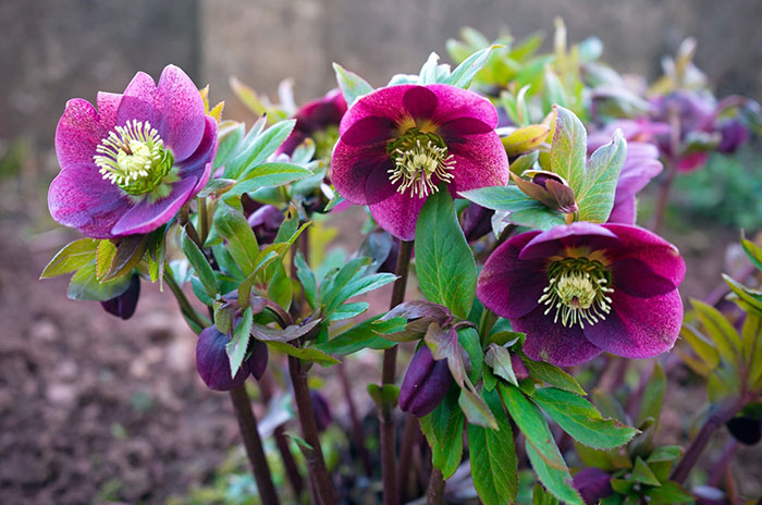 10 Hellebore Flower Symbolism Facts & Meaning: Zodiac, Superstitions, Dreams, and Myths