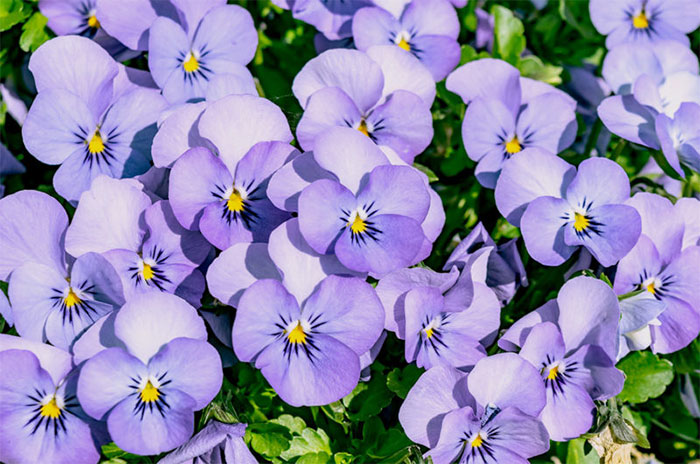 10 Violet Flower Symbolism Facts & Meaning: Zodiac, Superstitions, Dreams, and Myths