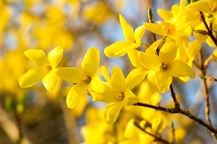 10 Forsythia Flower Symbolism Facts & Meaning: Zodiac, Superstitions, Dreams, and Myths