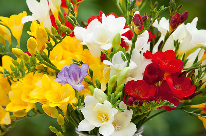 10 Freesia Flower Symbolism Facts & Meaning: Zodiac, Superstitions, Dreams, and Myths
