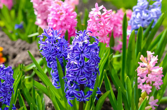 10 Hyacinth Flower Symbolism Facts & Meaning: Zodiac, Superstitions, Dreams, and Myths