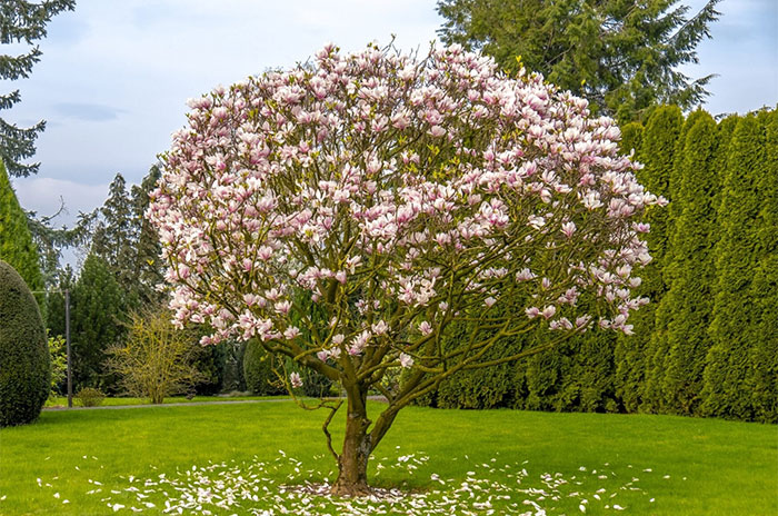 10 Magnolia Tree Symbolism Facts & Meaning: Zodiac, Superstitions, Dreams, and Myths