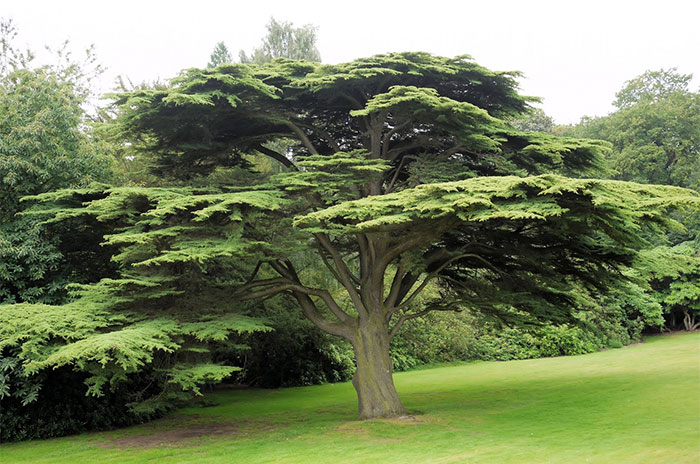 10 Cedar Tree Symbolism Facts & Meaning: Zodiac, Superstitions, Dreams, and Myths