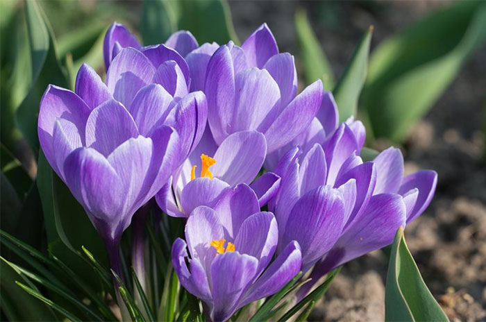 10 Crocus Flower Symbolism Facts & Meaning: Zodiac, Superstitions, Dreams, and Myths