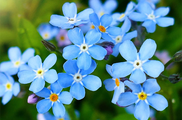 10 Forget-Me-Not Flower Symbolism Facts & Meaning: Zodiac, Superstitions, Dreams, and Myths