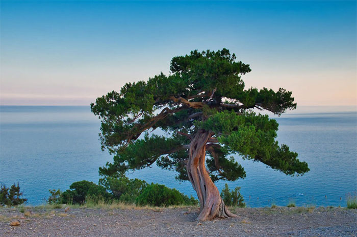 10 Juniper Tree Symbolism Facts & Meaning: Zodiac, Superstitions, Dreams, and Myths