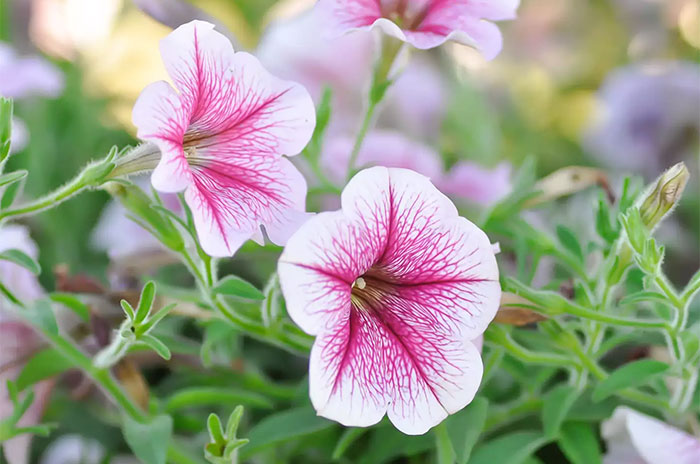 10 Petunia Flower Symbolism Facts & Meaning: Zodiac, Superstitions, Dreams, and Myths