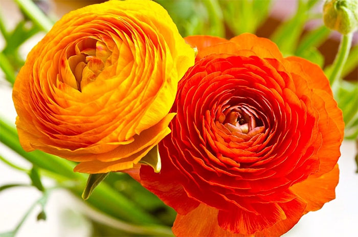 10 Ranunculus Flower Symbolism Facts & Meaning: Zodiac, Superstitions, Dreams, and Myths
