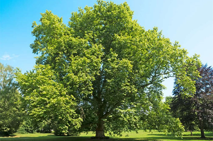 10 Sycamore Tree Symbolism Facts & Meaning: Zodiac, Superstitions, Dreams, and Myths