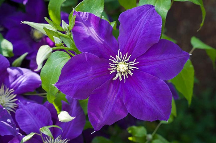 10 Clematis Flower Symbolism Facts & Meaning: Zodiac, Superstitions, Dreams, and Myths