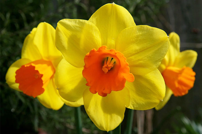10 Daffodil Flower Symbolism Facts & Meaning: Zodiac, Superstitions, Dreams, and Myths