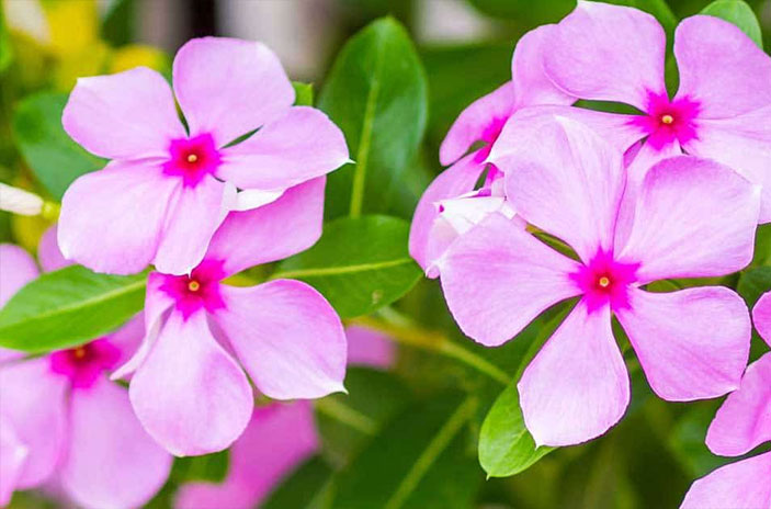 10 Periwinkle Flower Symbolism Facts & Meaning: Zodiac, Superstitions, Dreams, and Myths
