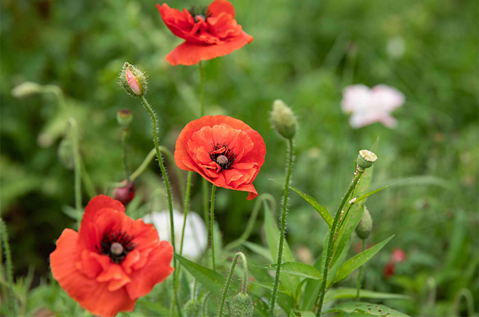 10 Poppy Flower Symbolism Facts & Meaning: Zodiac, Superstitions, Dreams, and Myths
