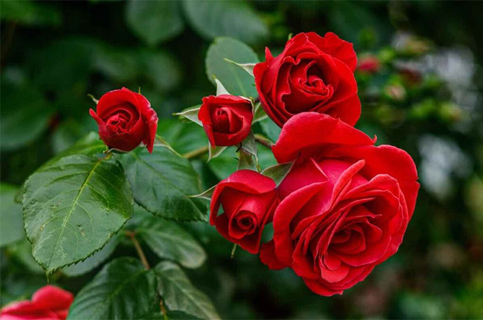 10 Rose Flower Symbolism Facts & Meaning: Zodiac, Superstitions, Dreams, and Myths