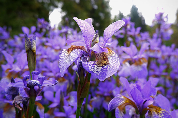 10 Iris Flower Symbolism Facts & Meaning: Zodiac, Superstitions, Dreams, and Myths