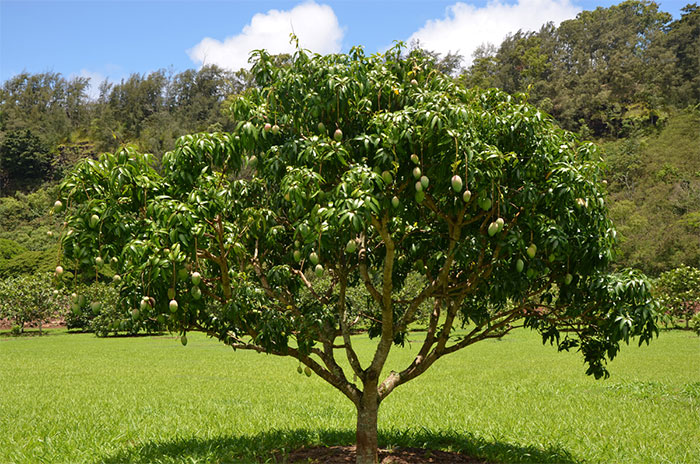 10 Mango Tree Symbolism Facts & Meaning: Zodiac, Superstitions, Dreams, and Myths