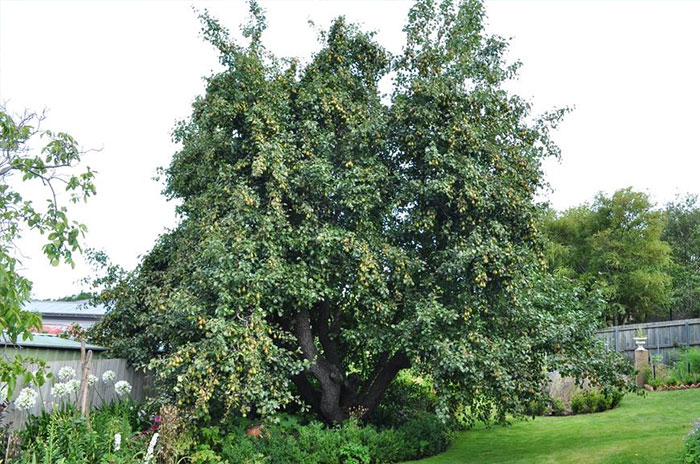 10 Pear Tree Symbolism Facts & Meaning: Zodiac, Superstitions, Dreams, and Myths